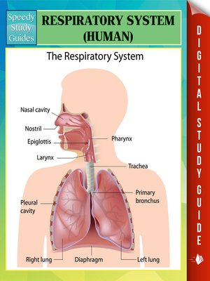 cover image of Respiratory System (Human)